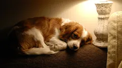 Mám nechat rozsvíceno, když pes zůstává doma sám?