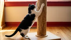 Proč byste měli být šťastní, když vaše kočka uteče, aby si naostřila drápy, když vás uvidí?