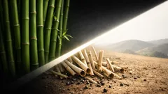 Bambus, který kvete jednou za 120 let: proč po kvetení celé porosty mizí