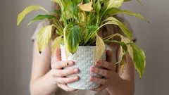 Jedna chyba v zimě může zničit vaše pokojové rostliny: co odborníci nedoporučují dělat