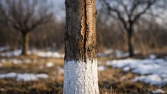 Proč v zimě praská kůra stromů a jak tomu zabránit bílým nátěrem