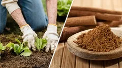 Jak používat skořicový prášek na rostlinách bez přehánění: dávkování, postup a časté chyby