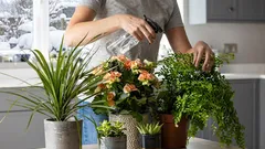 Jak v zimě uchovávám své pokojové rostliny. Několik osobních rad