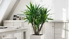 Těchto 11 pokojových stromů rychle ozelení jakýkoli prostor.