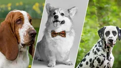 7 neuvěřitelně veselých plemen psů, které vám vždy zvednou náladu