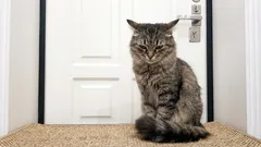  Kočky se rozzlobí, když jsou ponechány samy: nejen ignorovány, ale mnohem hůře.