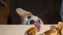 Proč psi žebrají o jídlo u stolu: jak to jednou provždy vyřešit?