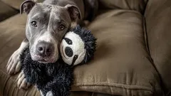 7 užitečných pravidel, které mohou prodloužit život vašeho psa