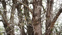 Sova sedí na stromě, ale ne každý ji vidí. Už jste ji zahlédli?