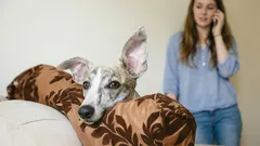 Pozor, pes poslouchá: co váš mazlíček rozumí z vašich rozhovorů?