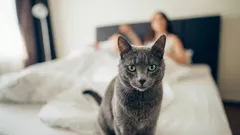 Jak zabránit kočce, aby vás budila v pět ráno: zkuste tento přístup