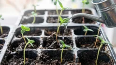 Jak zalévat sazenice, aby se nevyskytla černá noha: zlaté pravidlo zalévání