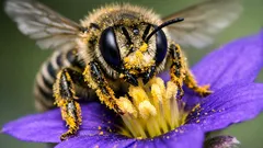 V Austrálii objevili nový druh včely s „rohy“ dlouhými 0,9 mm
