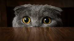 Čeho se kočky ve skutečnosti bojí: Top 5 nejčastějších fobií