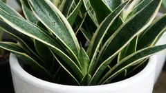 Žijí desítky let: klasické pokojové rostliny. Nenáročné a krásné