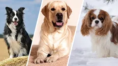 Nervózní plemena psů: 5 psů, kteří se bojí nejvíc