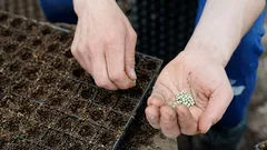 Tuto květinu je nejlepší vysazovat v únoru.