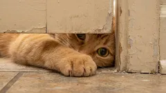 Proč kočka ráda tráví čas s vámi v těch nejnevhodnějších okamžicích? Proč s vámi chodí na toaletu?