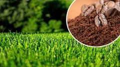 Kávová sedlina na trávníku: kolik ji použít, aby byl hustší a zelenější bez plísní